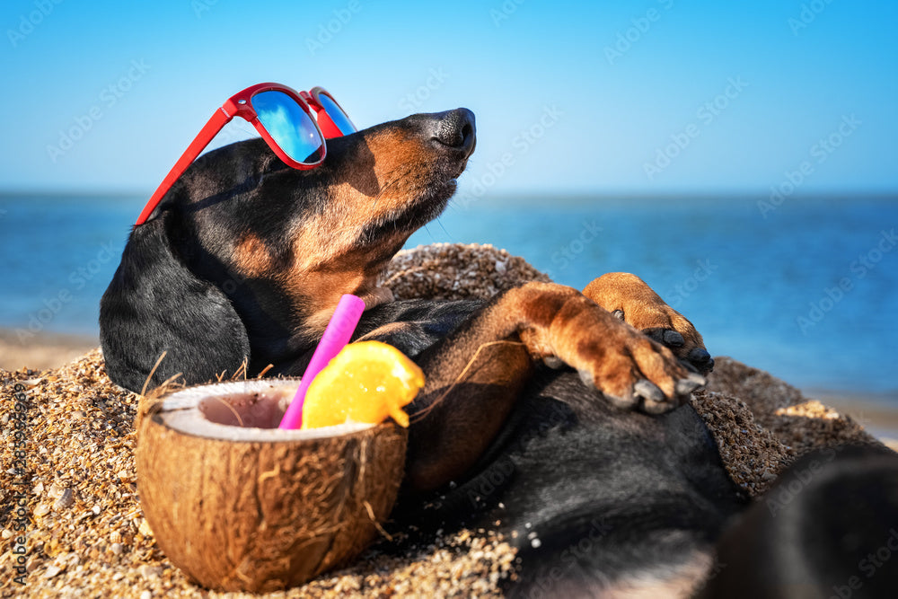 Hot Dogs: Keeping Your Dachshund Cool in Summer