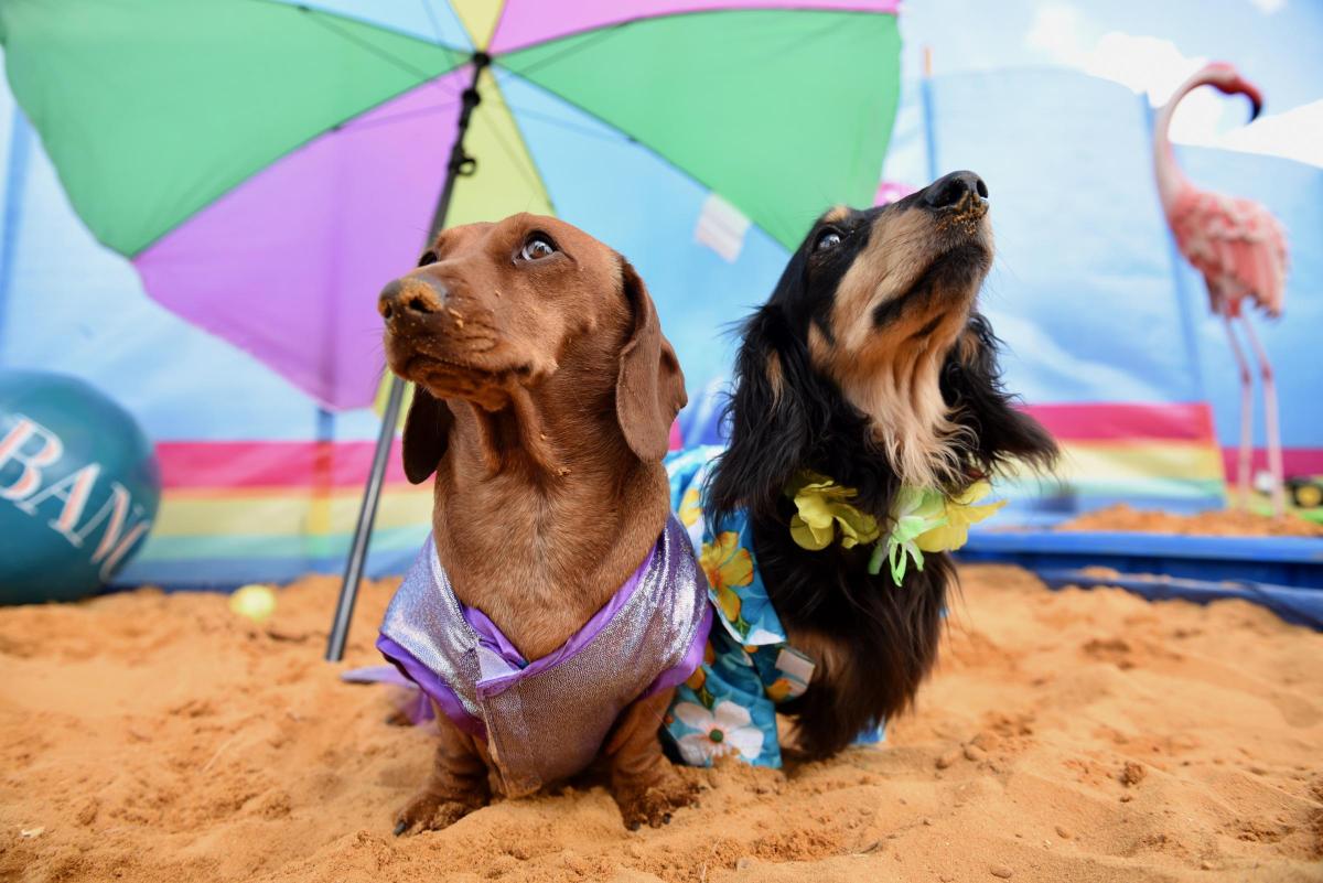 Cheers to a Pawsitively Awesome Dachshund Summer Adventure!