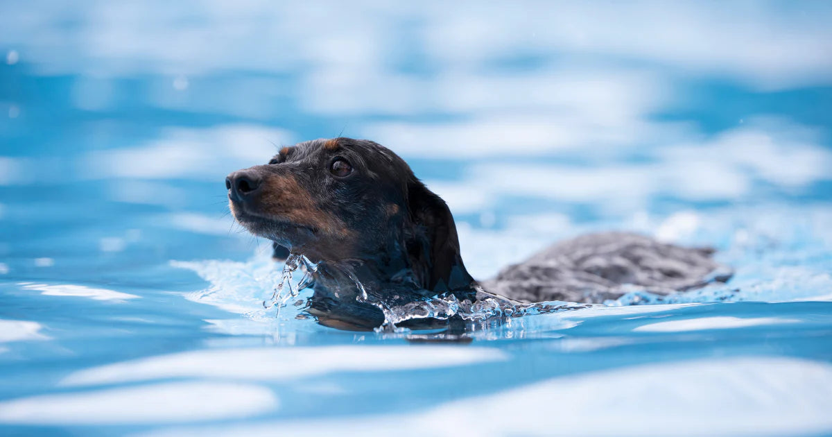 Wet and Wild with Wiener Dogs: The Ultimate Guide to Dachshund Swimming!