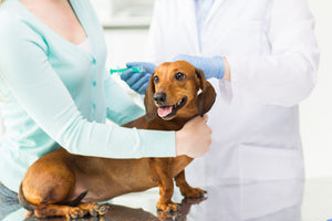 Tick and Flea Prevention for Dachshunds: Your Guide to a Buzz-Free Summer