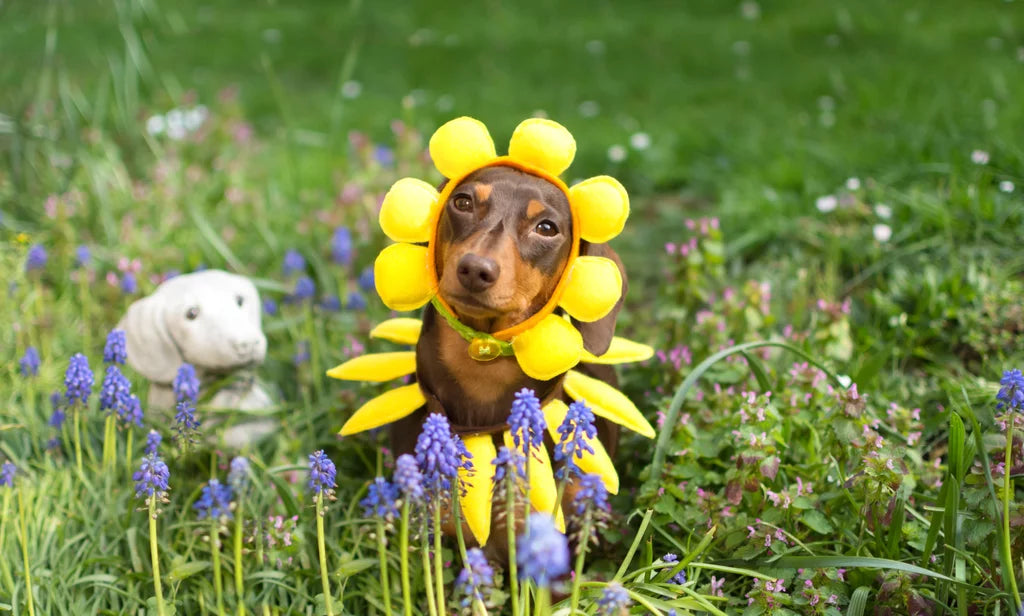 Dachshund Dress-Up: Bringing the 'Pup'arazzi Out This Spring!