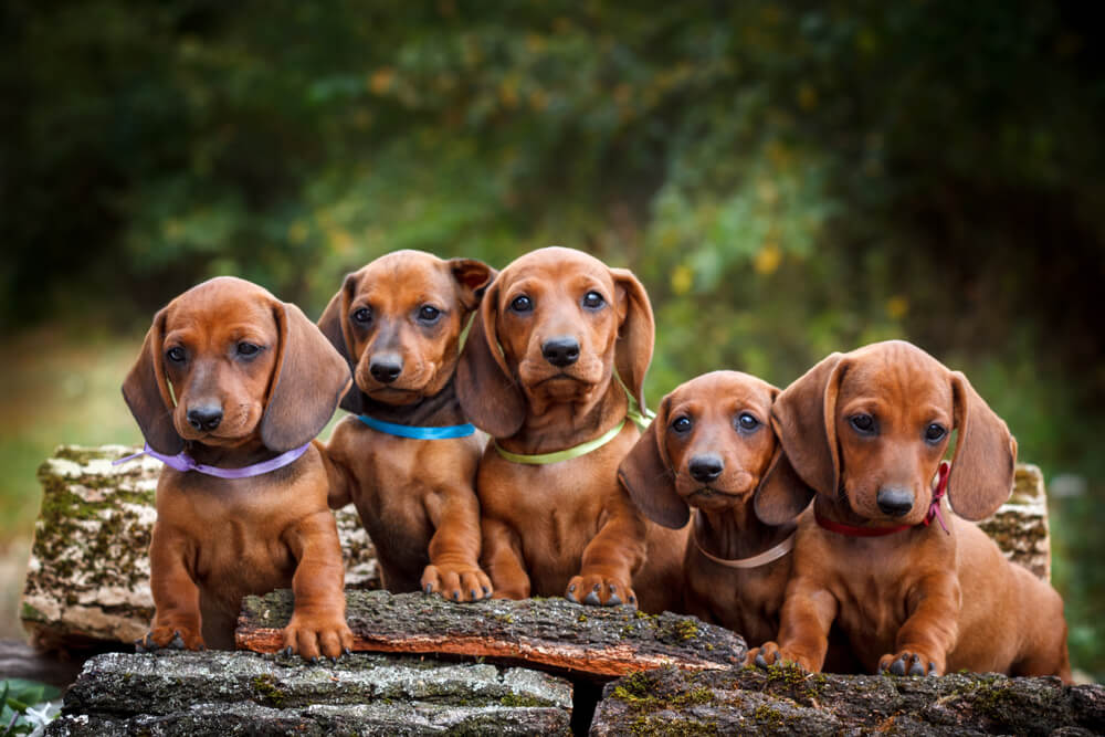 Unleash the Personality: Choose the Perfect Dachshund Name