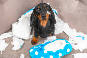 Separation Anxiety in Sausage Dogs: When Your Wiener Wants You Back!