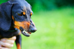 The Not-So-Sweet Side of Sausage Dogs: Understanding Dachshund Aggression