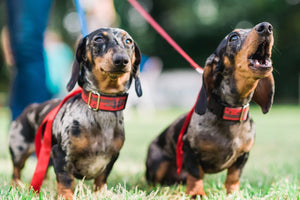 Dachshund Barking 101: How to Keep Your Ears and Neighbors Happy