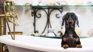 Spring into Grooming: Tips to Keep Your Dachshund Looking Sharp!