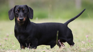 Ditch the Doughy Dachshund: Tips to Trim the Tummy on Your Little Weiner!