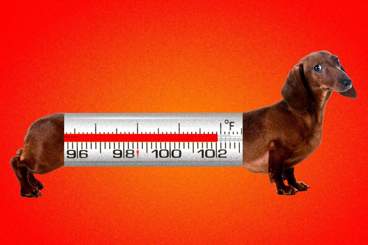 Heatstroke SOS: Essential Summer Safety for Your Dachshund's Well-being!