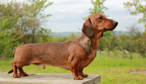 Want To Help Your Dachshund Live Longer? Do These!