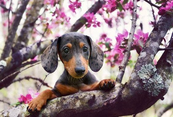 A Guide to Spring Safety with Your Dachshund