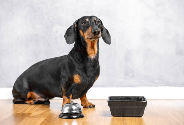 What do you feed your clearance dachshund