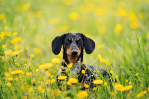 Ready to Celebrate Spring with Your Dachshund?