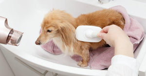 Embracing Autumn: The Ultimate Guide to Fall Grooming for Dachshunds
