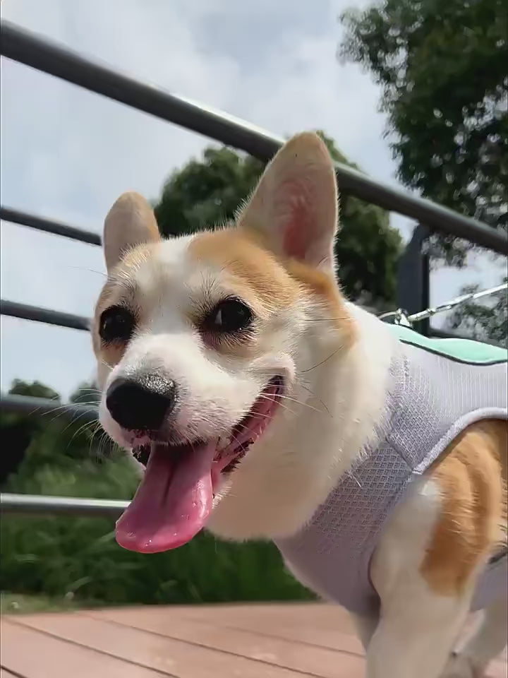 Dog Cooling Vest Jackets