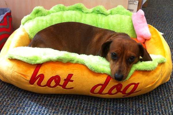 Hot dog bed dog hot sale