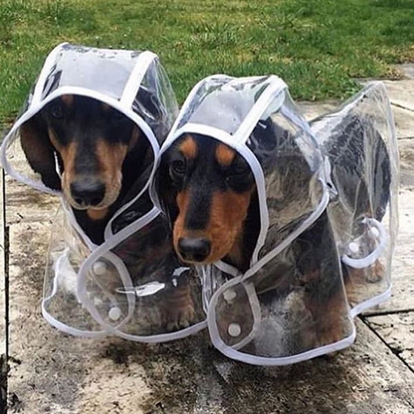 Dach Everywhere™ Transparent Dog Raincoat - Main Image
